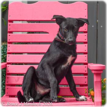 Labrador Retriever Dogs Available for Adoption in Wake Forest, North Carolina - Cronus | PetCurious
