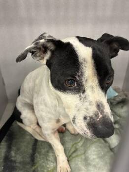A138567 -  Mixed Breed Dog for Adoption in Palmetto, Florida - A138567 | PetCurious