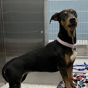 Fidget -  Dachshund Dog for Adoption in Grand Rapids, Michigan - Fidget | PetCurious