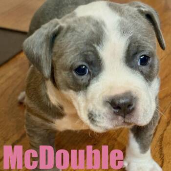 American Bully and Mixed Breed Dogs Available for Adoption - McDouble | PetCurious