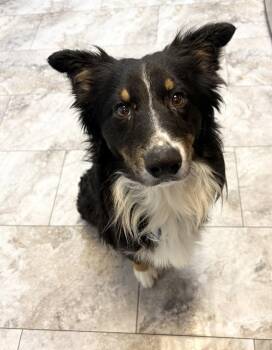 CHEWY -  Australian Shepherd and Border Collie Dog for Adoption in Rochester, Indiana - CHEWY | PetCurious