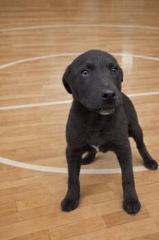 Mixed Breed Dogs Available for Adoption - Hoops | PetCurious