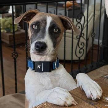Mixed Breed Dogs Available for Adoption in Baldwin, Maryland - Lola | PetCurious