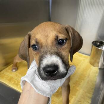 Target -  Coonhound and Mixed Breed Dog for Adoption in Abilene, Texas - Target | PetCurious