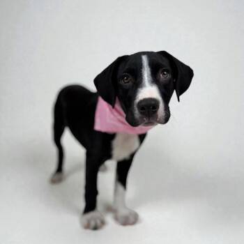 Catahoula Leopard Dog Dogs Available for Adoption - Johanna | PetCurious