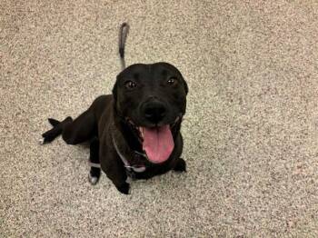 CAMILLA -  Pit Bull Terrier and Mixed Breed Dog for Adoption in Colorado Springs, Colorado - CAMILLA | PetCurious