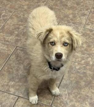 Artichoke -  Australian Shepherd and Mixed Breed Dog for Adoption in Littleton, Colorado - Artichoke | PetCurious