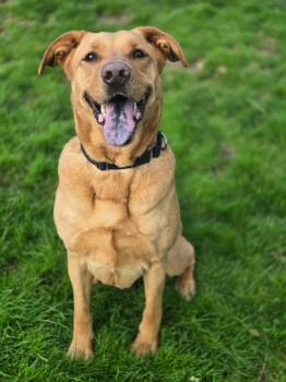 Yellow Labrador Retriever and Mixed Breed Dogs Available for Adoption in Greensburg, Pennsylvania - Asher | PetCurious