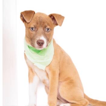 Buttercup -  Mixed Breed Dog for Adoption in Springboro, Ohio - Buttercup | PetCurious
