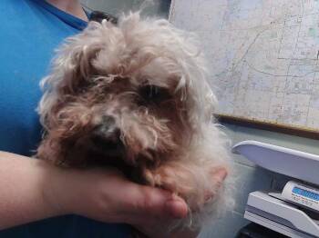 Maltese and Mixed Breed Dogs Available for Adoption in Tulsa, Oklahoma - RUSS | PetCurious