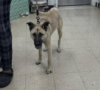 DIAMOND -  German Shepherd Dog and Mixed Breed Dog for Adoption in Killeen, Texas - DIAMOND | PetCurious