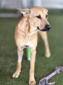 Rescue German Shepherd Dog and Mixed Breed Dogs for Adoption in Doral, Florida - JETT | PetCurious
