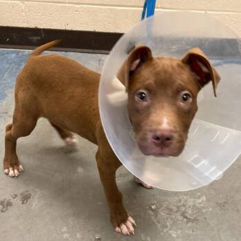 JOKER (Bay) -  Mixed Breed Dog for Adoption in Memphis, Tennessee - JOKER (Bay) | PetCurious