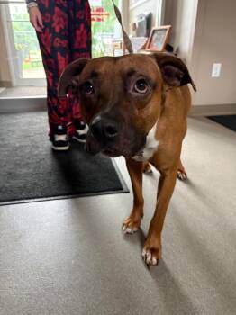 Huckleberry -  Pit Bull Terrier Dog for Adoption in La Porte, Indiana - Huckleberry | PetCurious