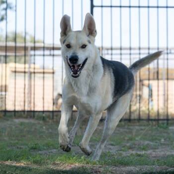 Rescue Mixed Breed Dogs for Adoption in Hemet, California - Fin | PetCurious