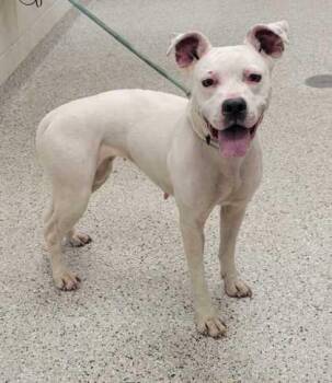 Babushka -  Pit Bull Terrier and Mixed Breed Dog for Adoption in Kansas City, Missouri - Babushka | PetCurious