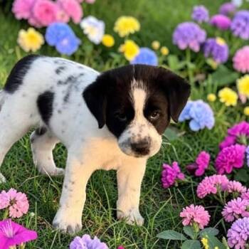 Labrador Retriever Dogs Available for Adoption - Karen | PetCurious