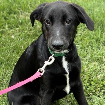 Top Banana -  Black Labrador Retriever and Border Collie Dog Available for Adoption in South Elgin, Illinois - Top Banana | PetCurious