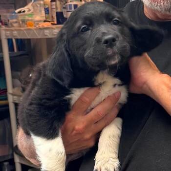 Sable -  Black Labrador Retriever Dog for Adoption in Gordonsville, Tennessee - Sable | PetCurious