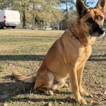 German Shepherd Dog Dogs Available for Adoption in Wiggins, Mississippi - Ragnar | PetCurious