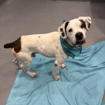 Fred -  Mixed Breed Dog for Adoption in Canal Winchester, Ohio - Fred | PetCurious