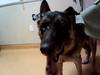 DOGGIE DADDY -  German Shepherd Dog Dog for Adoption in Martinez, California - DOGGIE DADDY | PetCurious