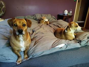 Wilson -  Dachshund Dog for Adoption in Claremont, California - Wilson | PetCurious