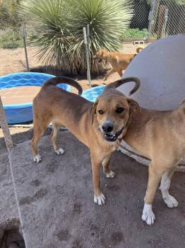 Rescue Labrador Retriever and Black And Tan Coonhound Dogs for Adoption in Deming, New Mexico - Theo | PetCurious