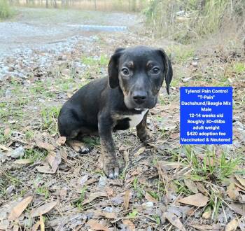 Dachshund and Beagle Dogs Available for Adoption - Tylenol Pain Control "T-Pain" | PetCurious