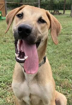 General -  Hound and Mixed Breed Dog for Adoption in San Antonio, Texas - General | PetCurious