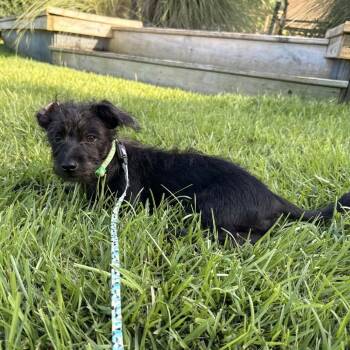 Jet -  Maltipoo Dog for Adoption in Beulaville, North Carolina - Jet | PetCurious