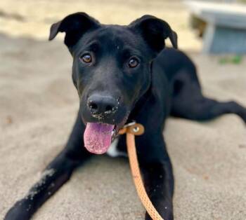 Labrador Retriever and Mixed Breed Dogs Available for Adoption in Salinas, California - GATOR | PetCurious
