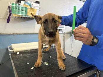 HONEYCRISP -  Belgian Shepherd Malinois Dog for Adoption in Camarillo, California - HONEYCRISP | PetCurious