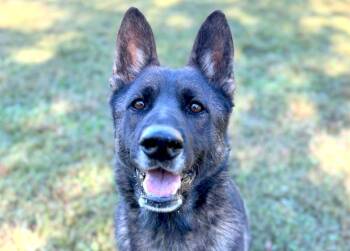 Atlas -  German Shepherd Dog Dog for Adoption in Anniston, Alabama - Atlas | PetCurious