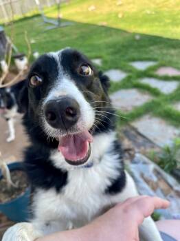 Rescue Border Collie Dogs for Adoption in The Woodlands, Texas - Mindy | PetCurious