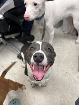 Cooper AKA Casey -  Pit Bull Terrier and Corgi Dog for Adoption in Rock Springs, Wyoming - Cooper AKA Casey | PetCurious