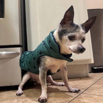 Arthur -  Chihuahua Dog for Adoption in Las Vegas, Nevada - Arthur | PetCurious