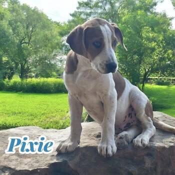 Rescue Basset Hound Dogs for Adoption in Chuckey, Tennessee - Pixie | PetCurious