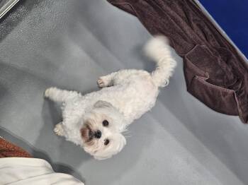 Maltese Dogs Available for Adoption in Kalamazoo, Michigan - Damion | PetCurious