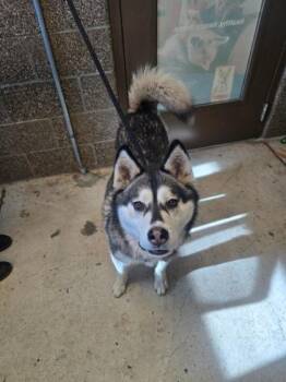 Reign -  Husky and Mixed Breed Dog for Adoption in Eugene, Oregon - Reign | PetCurious