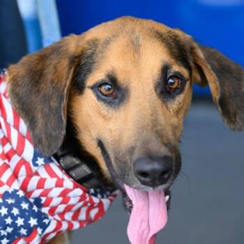 HANK -  Mixed Breed Dog for Adoption in Fernandina Beach, Florida - HANK | PetCurious