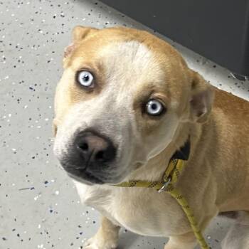 Bayou -  Pit Bull Terrier and Husky Dog for Adoption in Marion, Virginia - Bayou | PetCurious