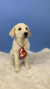 Mystic Unicorn -  Great Pyrenees and Anatolian Shepherd Dog for Adoption in Phoenix, Arizona - Mystic Unicorn | PetCurious