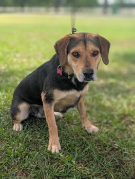 Hank -  Hound and Labrador Retriever Dog for Adoption in Aiken, South Carolina - Hank | PetCurious