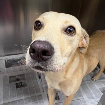 Skeeter -  Labrador Retriever and Mixed Breed Dog for Adoption in Corpus Christi, Texas - Skeeter | PetCurious