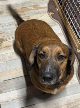 Maverick -  Dachshund and Labrador Retriever Dog for Adoption in Royse City, Texas - Maverick | PetCurious