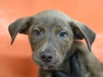 Uno -  Pit Bull Terrier and Anatolian Shepherd Dog for Adoption in Portland, Oregon - Uno | PetCurious