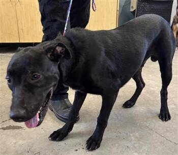 SHADOW -  Doberman Pinscher and Pit Bull Terrier Dog for Adoption in Camarillo, California - SHADOW | PetCurious