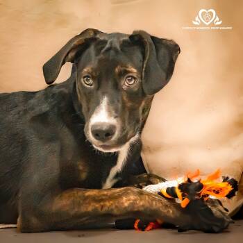 Rescue Australian Shepherd Dogs for Adoption in Houston, Texas - Barbaro | PetCurious