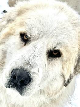 Great Pyrenees Dogs Available for Adoption - Big Mack | PetCurious